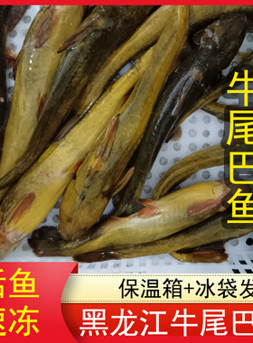 新鲜黑龙江淡水鱼活鱼速冻整条