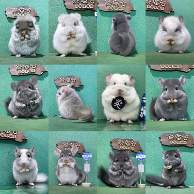 选龙猫链接【非活体价格】这个链接发随机零食管理带选龙猫教饲养