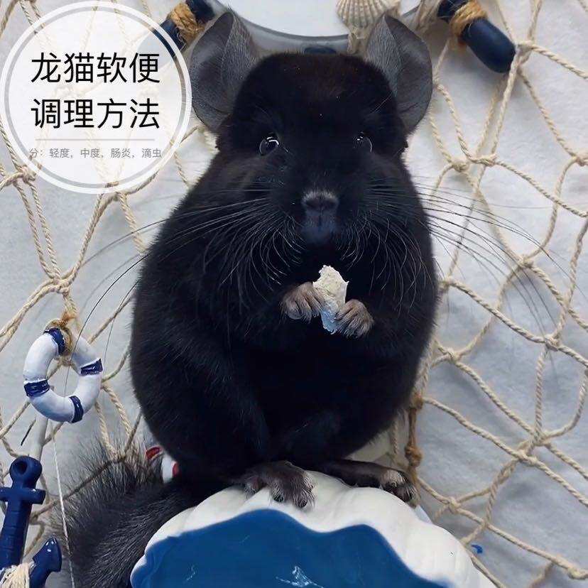 成都龙猫谷情况肠炎四个方式调理