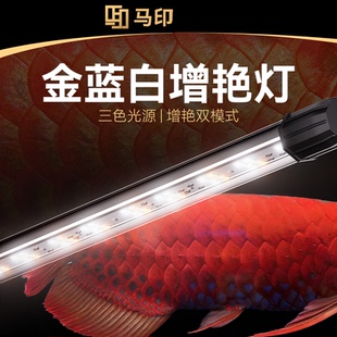 马印龙鱼增艳魔术灯雷龙古蓝底典金龙灯吉罗专用灯蓝白金鱼缸防水