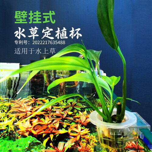 玩家宝贝水草定植杯壁挂式水上草
