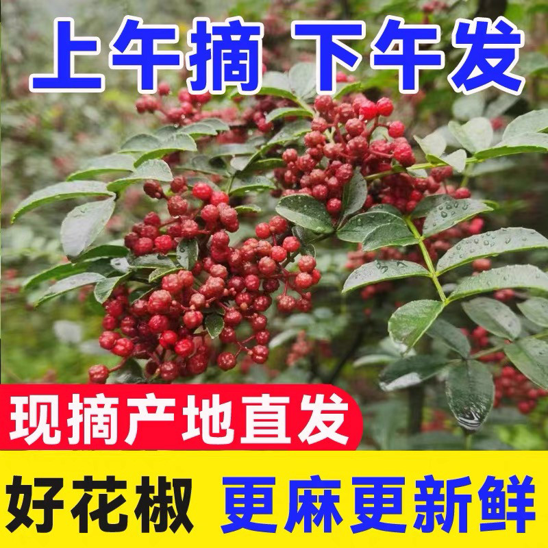 汉源新鲜贡麻湿花椒娃娃椒红花椒特香特麻花椒油非冻品四川雅安