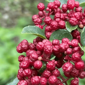 特麻新鲜花椒清溪自做花椒油特香