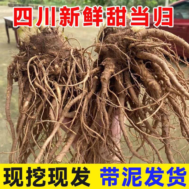 正宗大凉山新鲜甜当归当季新鲜滋补现挖现发煲汤药材四川鲜当归