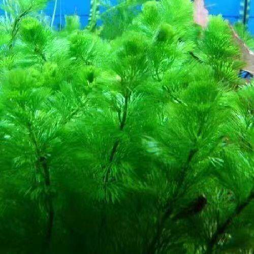 绿菊花水草鱼缸造景活体植物有茎类中后景水草金鱼草蜈蚣草阴性草