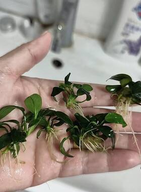 小叶榕迷你小鱼缸造景阴性辣椒榕绑沉木水草懒人活体淡水小水榕