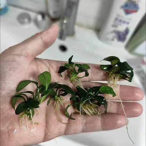 小叶榕迷你小鱼缸造景阴性辣椒榕绑沉木水草懒人活体淡水小水榕