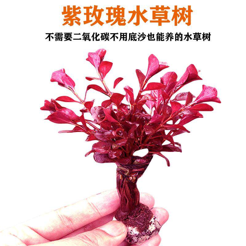 水草树红色水草沉木草植物鱼缸造水草