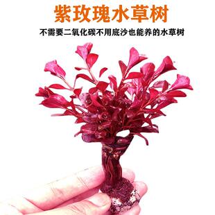 水草树红色水草沉木草植物鱼缸造景生命之树莫斯树生态缸造景水草