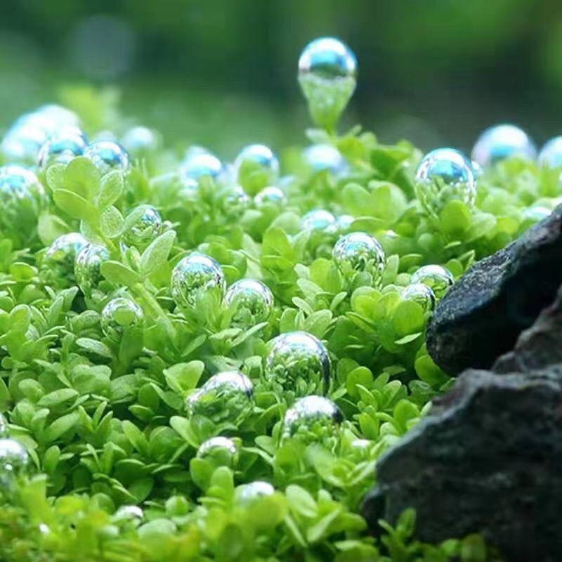 爬地矮珍珠迷你矮无需阴性水草鱼缸前景矮草坪真草懒人造景大坨草