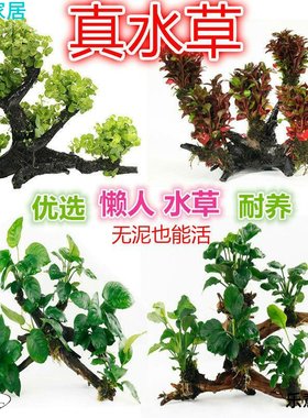 三头多头沉木水草鱼缸造景装饰懒人水草金钱草水榕红玫瑰沉木水草