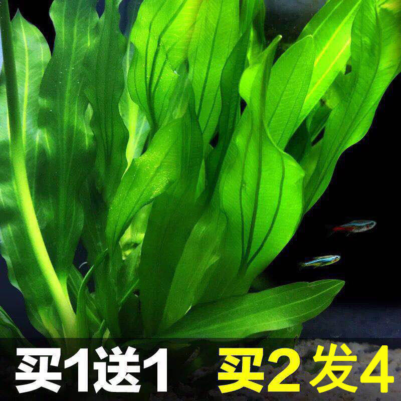 大九叶皇冠草真水草鱼缸装饰活体水草