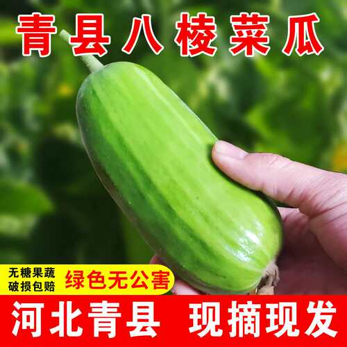 河北青县菜瓜八棱脆瓜酥瓜现摘现发无糖新鲜水果整箱包邮