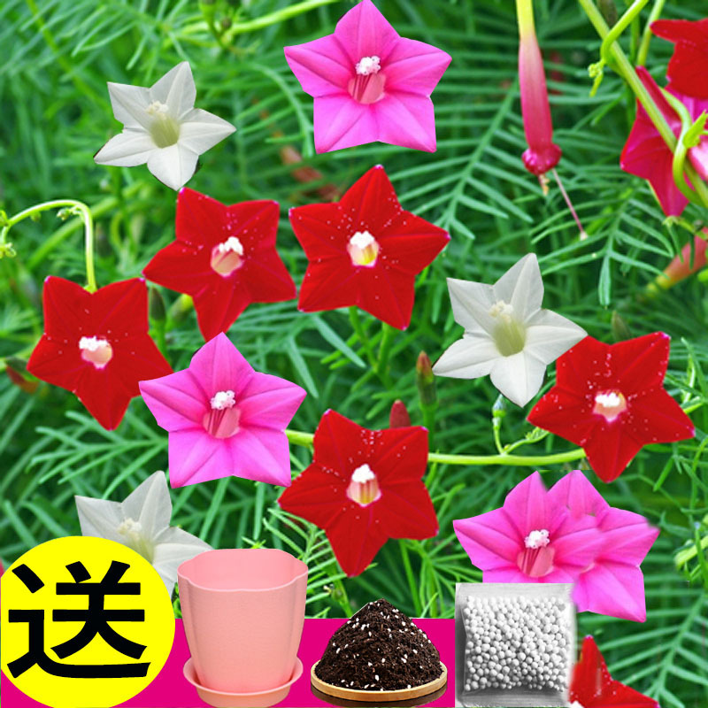 五角星牵牛花种孑羽叶茑萝种子四季开花花卉种籽庭院爬藤攀援植物