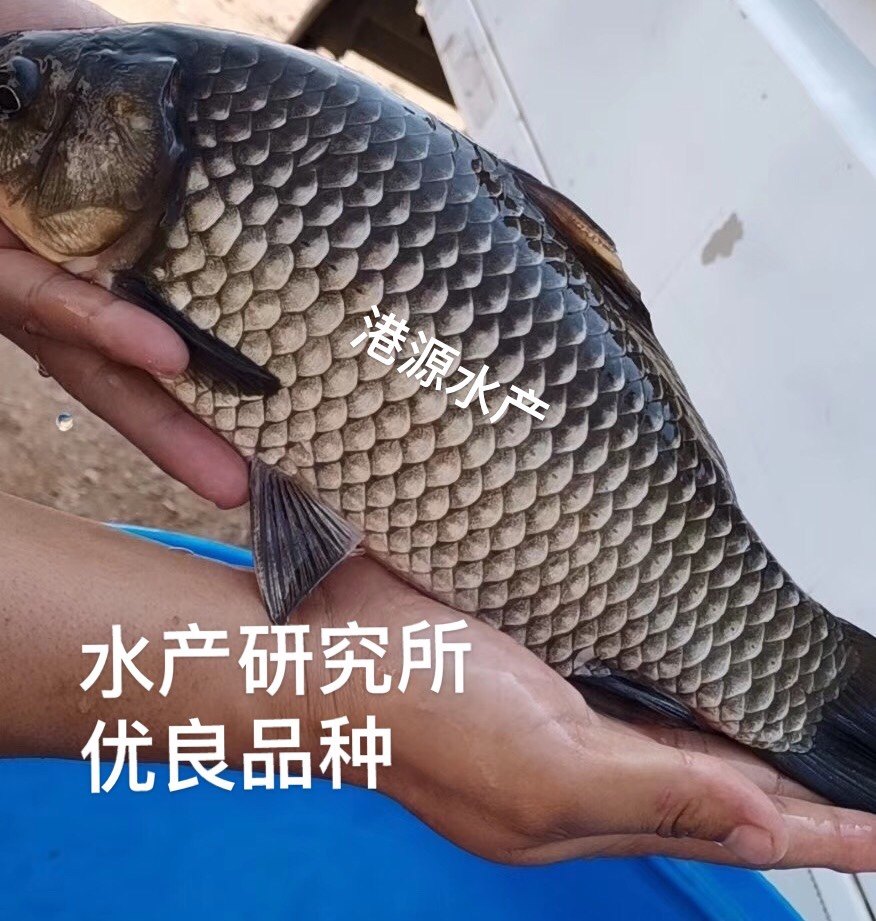 良种鲫鱼苗白鲫高背土鲫工程湘云鲫银鲫鲤中科3号5号鲫鱼养殖活体