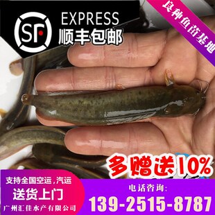 皇妃一号塘鲺鱼苗 本地塘鲺 塘角鱼胡子鲶三黄塘鲺 品种优良正宗