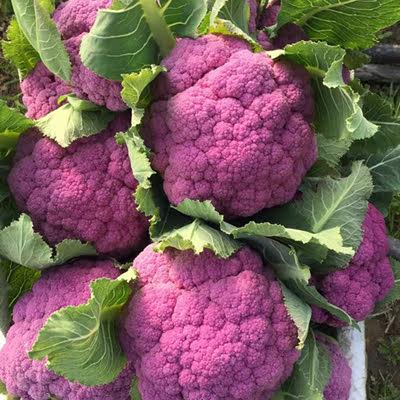 西兰花种籽松花菜有机花菜种 相关商品 价格 图片 优惠券 西兰花种籽松花菜有机花菜种相关淘宝天猫折扣查询