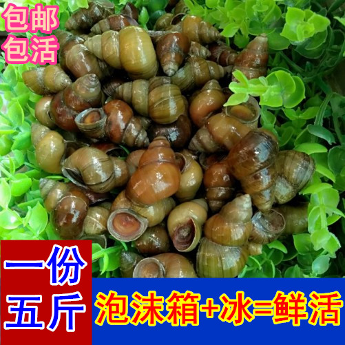 一份5斤田螺新鲜螺丝螺蛳粉石螺泥螺鲜活田螺包活包邮