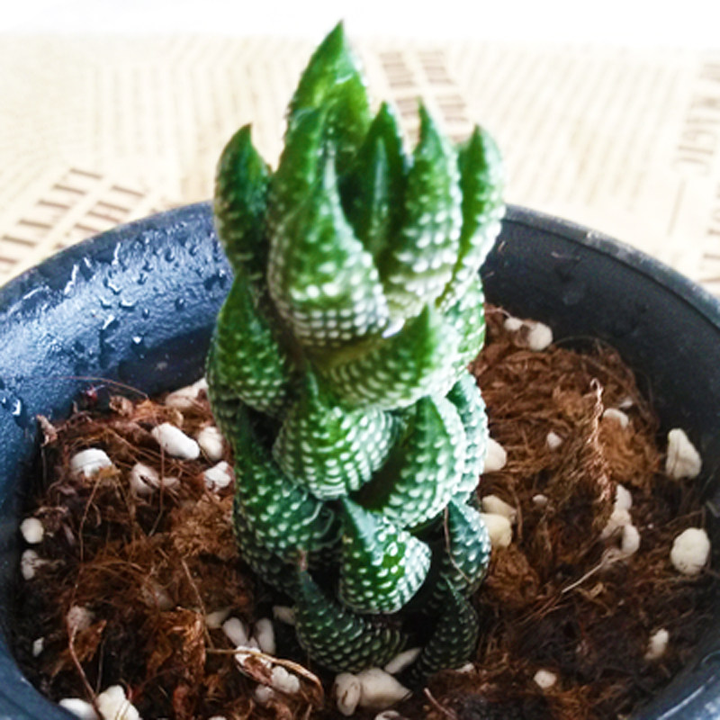 龙爪九轮塔百合科十二卷属仙人球仙人掌绿植稀有贵货新款组合盆栽