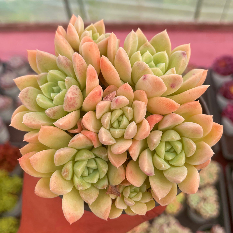 多肉植物奶油美人法师绿植盆栽创意新款稀有贵货阳台萌肉四季花卉