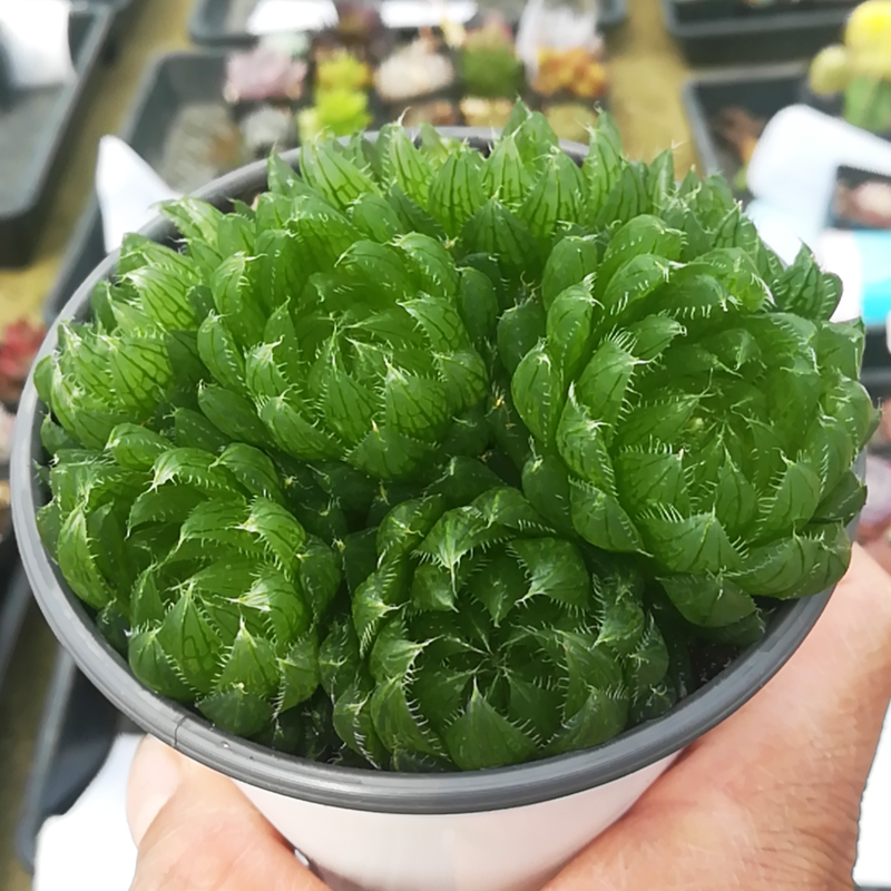 多肉植物樱水晶十二卷属办公室阳台桌面绿植园艺花卉稀有多肉盆栽