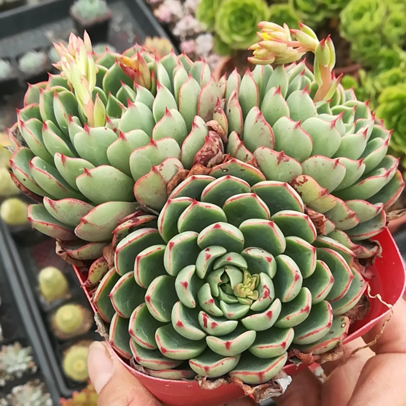 多肉植物魔艳群生多头老桩办公室内阳台桌面绿植园艺花卉新款萌肉