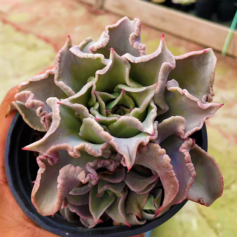 饺子皮多肉植物新多肉萌肉组合盆栽室内花卉新款稀有贵货绿植园艺