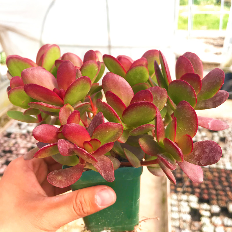多肉植物【紫蝶克拉夫】新款稀有防辐射绿植盆栽创意迷你萌肉花卉