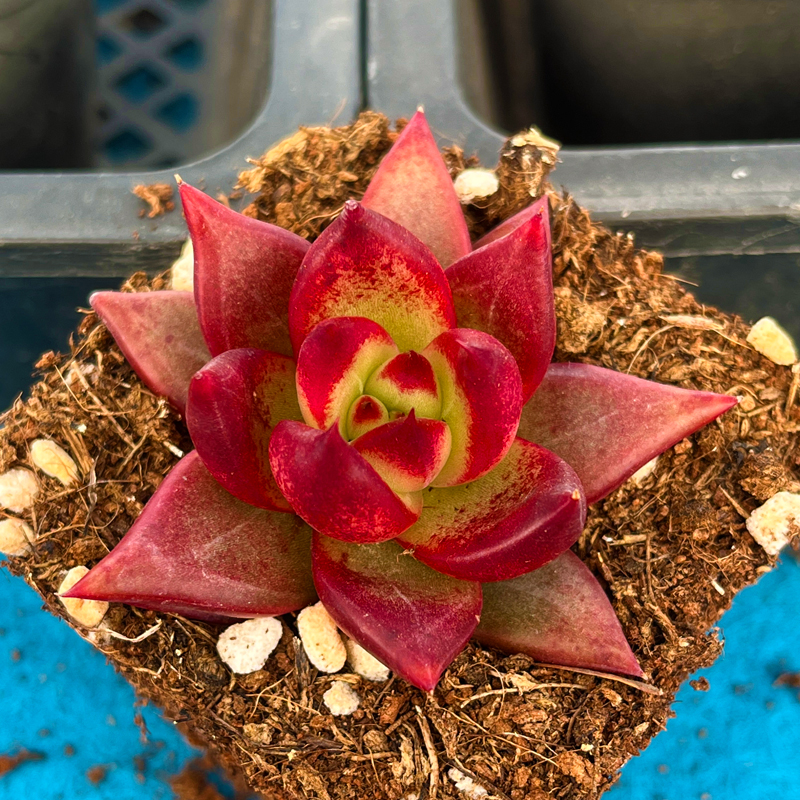 罗宾多肉植物花卉绿植盆栽办公室室内桌面防辐射迷你盆景大萌肉肉