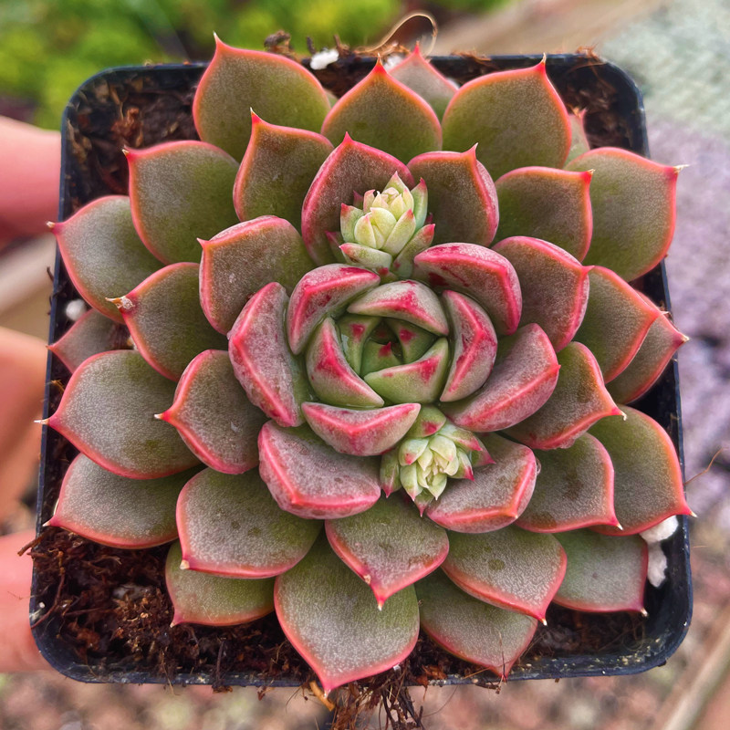 多肉植物【玫瑰夫人浪漫】防辐射绿植盆栽创意园艺迷你多肉花卉