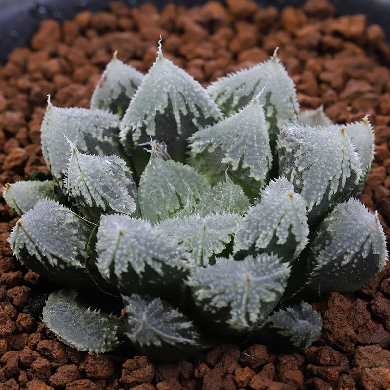 多肉植物白帝城玉露杂交防辐射绿植盆栽百合科十二卷属办公室萌肉