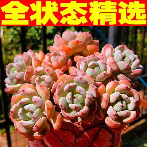 格林多肉价格 格林多肉图片 星期三