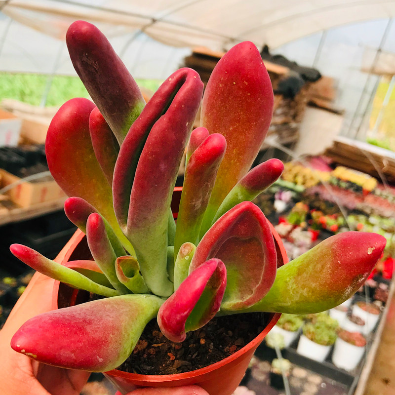 多肉植物火狐狸组合盆栽群生多头老桩新款稀有贵货室内阳台桌面花