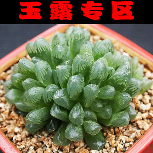 玉露多肉植物樱水晶十二卷玉扇老桩室内稀有贵货萌肉盆栽绿植花卉