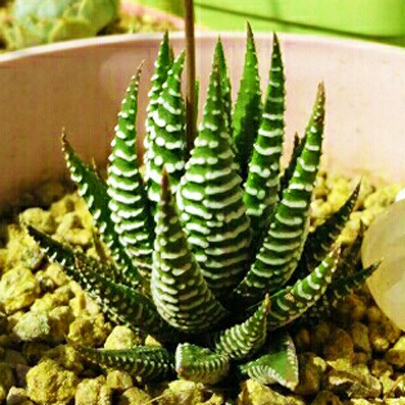 条纹十二卷多肉植物组合盆栽防辐射绿植花卉办公室芦荟新款萌肉肉