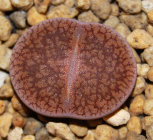 日轮玉番杏科生石花属防辐射绿植盆栽