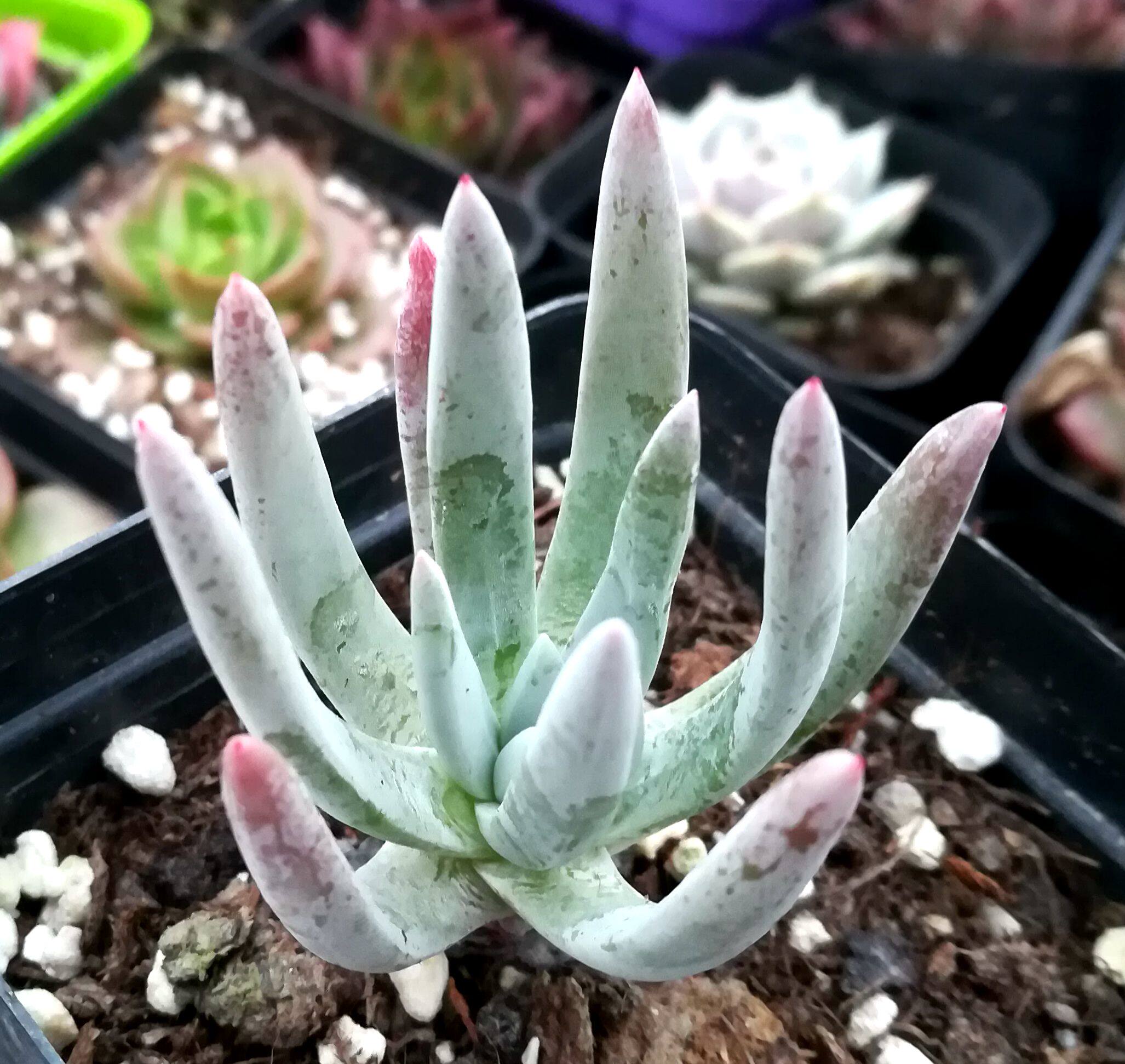 进口多肉植物【棒叶仙女杯】防辐射绿植盆栽创意迷你植物花卉