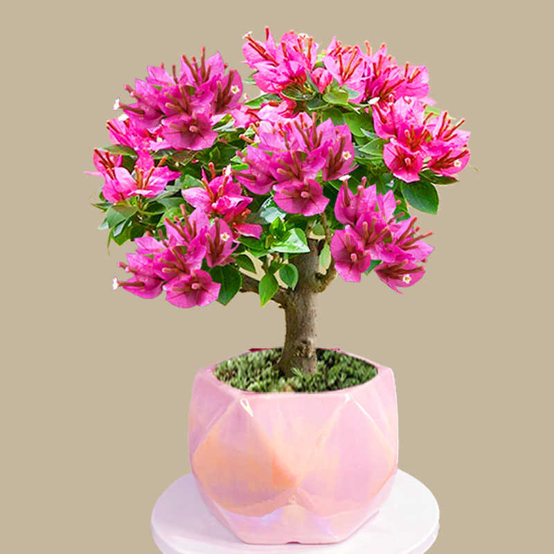 矮霸老桩三角梅小桃红盆景四季开花客厅办公桌观花盆栽喜阳耐高温