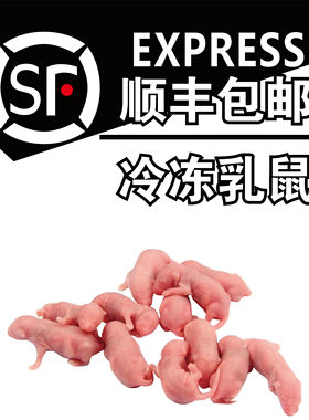 红皮乳鼠冰冻喂蛇饲料小老鼠幼鼠小白鼠喂猫龟粉白霜蜥蜴宠物食物
