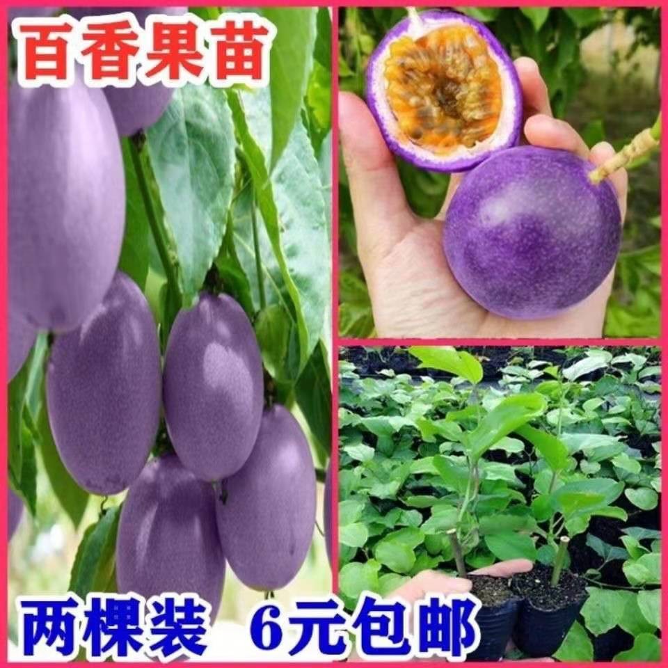 新品种紫蜜一号百香果甜蜜蜜二个一斤甜品种耐寒性强南北果树苗