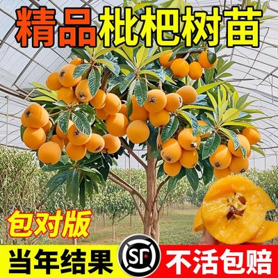 正宗无核枇杷树果苗嫁接大五星果苗盆栽庭院南北方四季种植结大果
