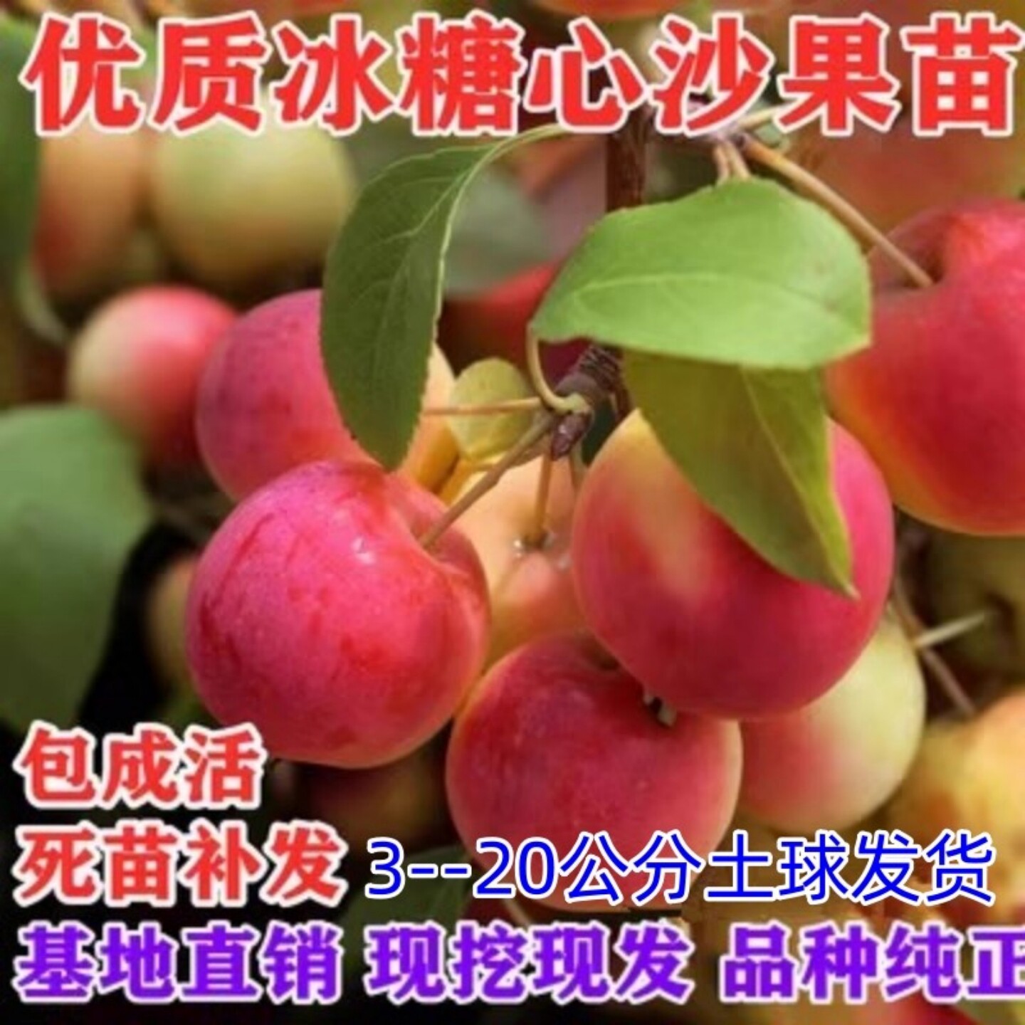 鸡心果苗树特大耐寒果树果苗南北方庭院种植带土盆栽地载小苹果树