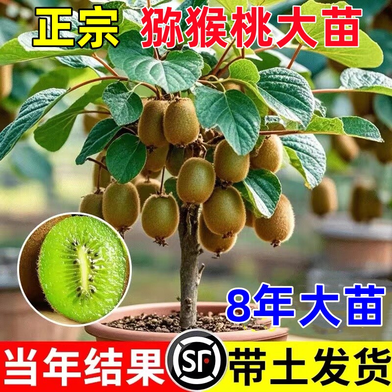 猕猴桃树果苗嫁接雌雄同体红心猕猴桃苗盆栽地栽南方北方庭院种植