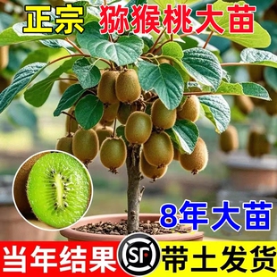 猕猴桃树果苗嫁接雌雄同体红心猕猴桃苗盆栽地栽南方北方庭院种植