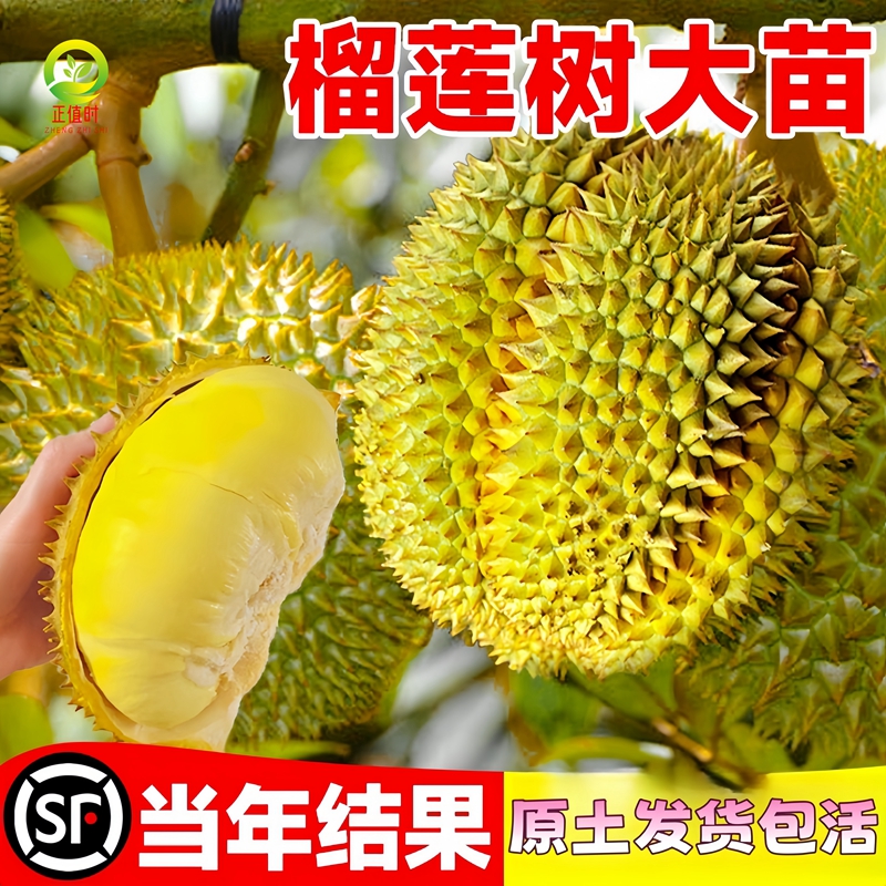 金枕榴莲树果苗南北方四季种植广西嫁接猫山王大果树盆栽当年结果