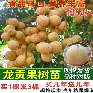 正宗进口嫁接龙宫果苗泰国龙贡果树苗盆栽地栽果树苗种植当年结果