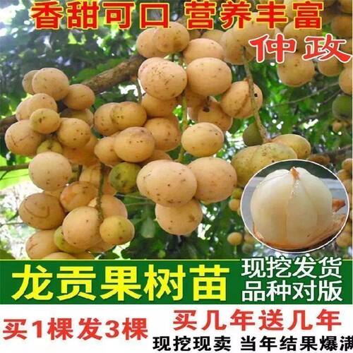 正宗进口嫁接龙宫果苗泰国龙贡果树苗盆栽地栽果树苗种植当年结果