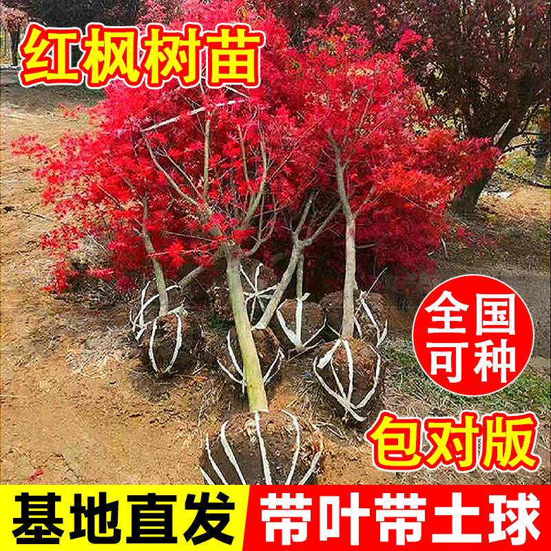 红枫树苗日本四季红舞姬中国红枫盆景枫叶庭院别墅耐寒风景树大树