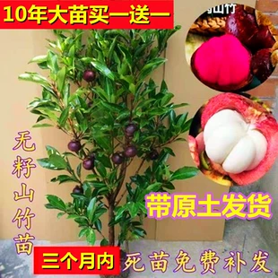 山竹树苗正宗无核山竹果苗南方北方种植四季 庭院盆栽地栽当年结果