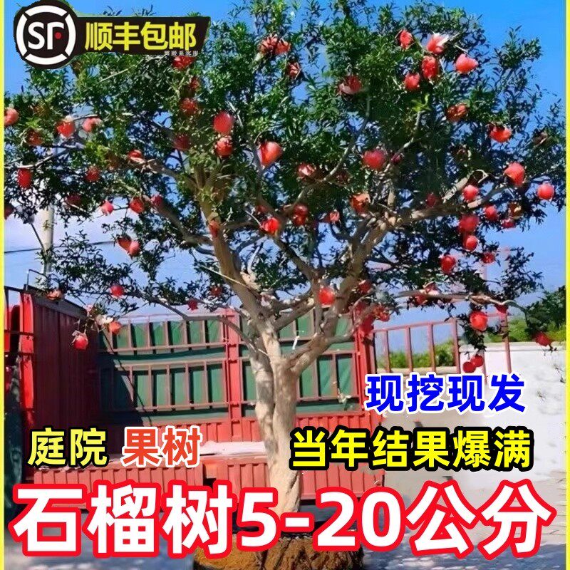树苗突尼斯软籽石榴苗盆栽庭院果树特大带土无籽甜苗